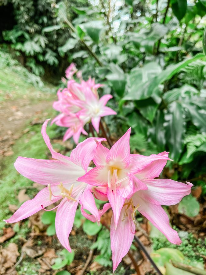 bloemen tijdens de hike