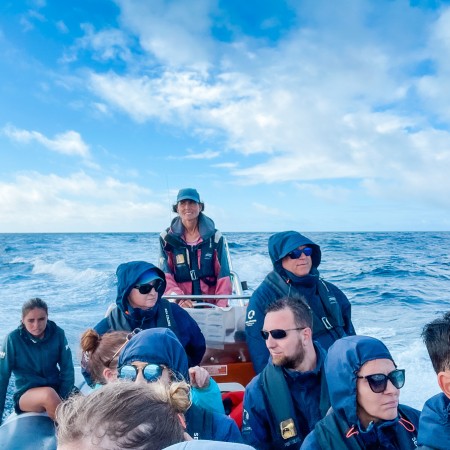 walvissen spotten azoren dolfijnen zwemmen