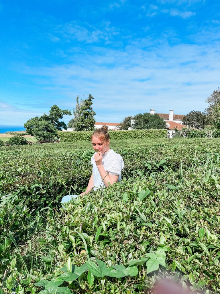 theeplantage são miguel