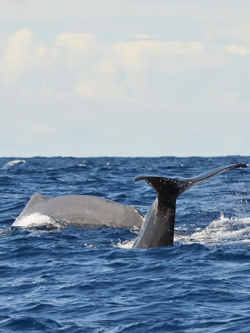 dolfijnen en walvissen  spotten faial