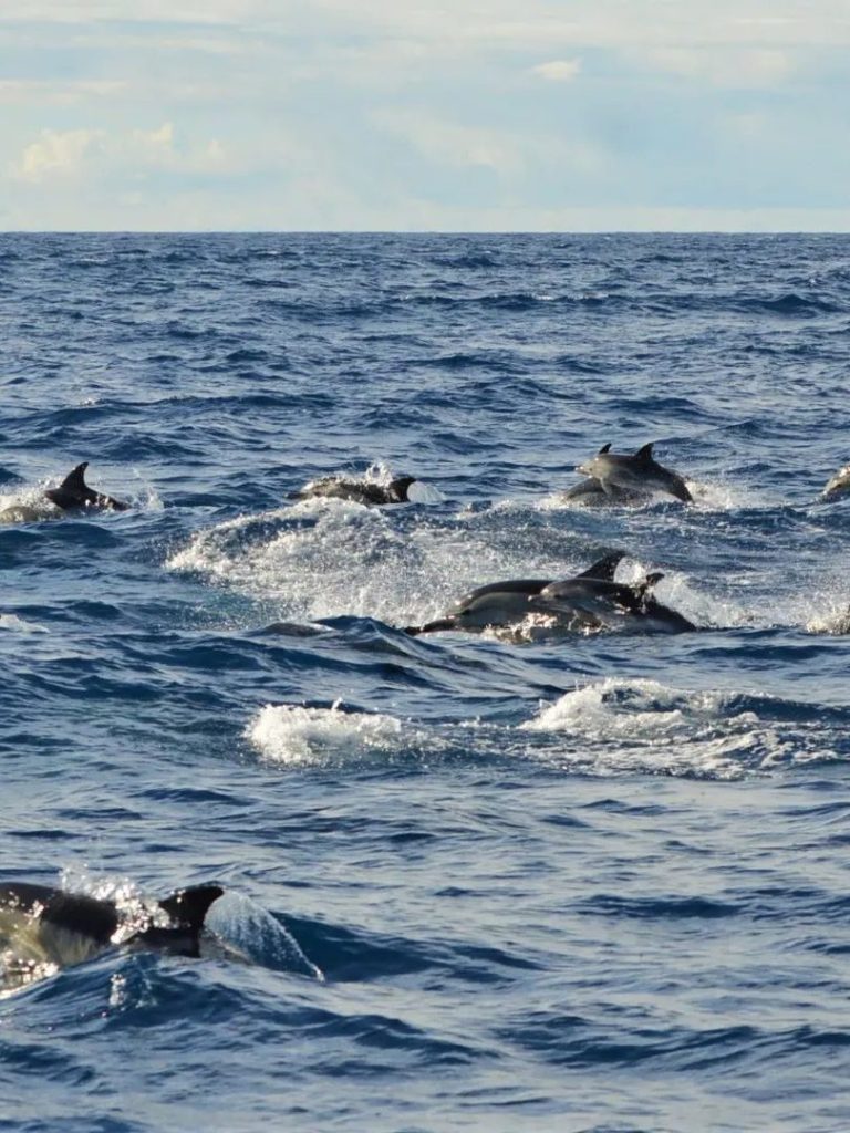 dolfijnen en walvissen spotten faial