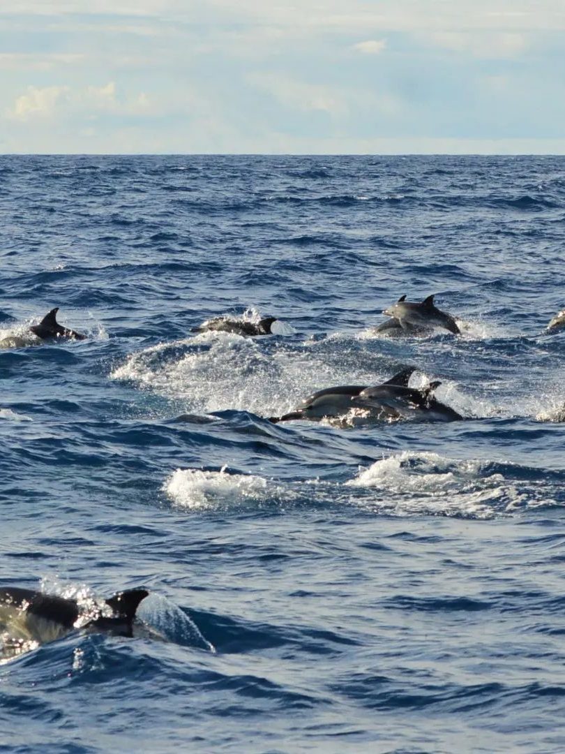 dolfijnen en walvissen  spotten faial