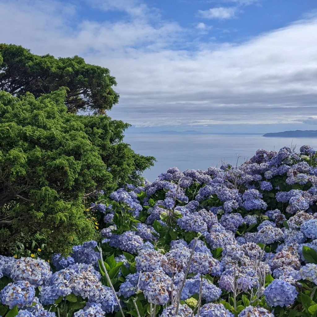 faial hortensia's