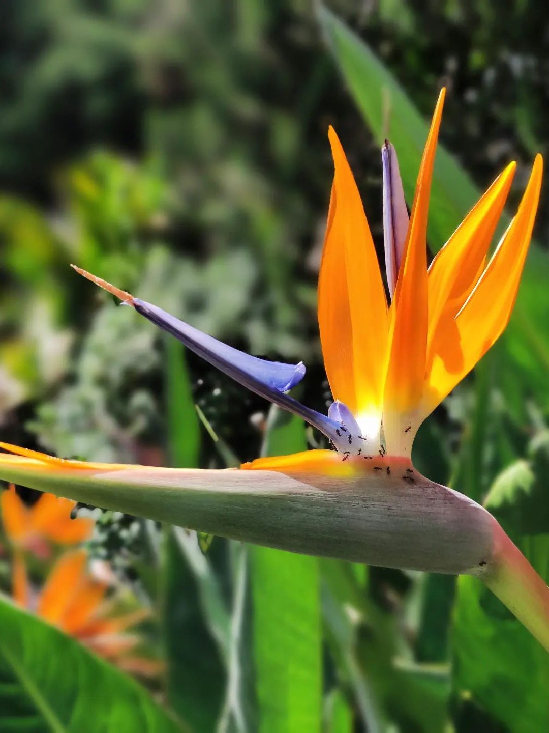 botanische tuin ponta delgada strelitzia