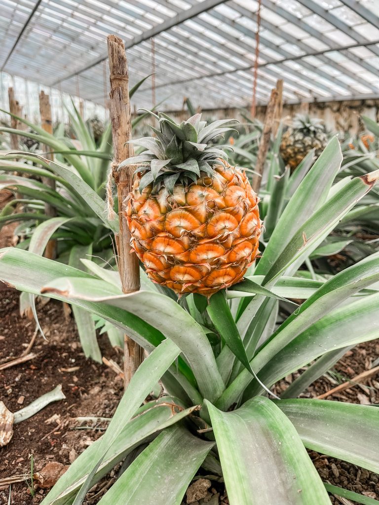 ananas