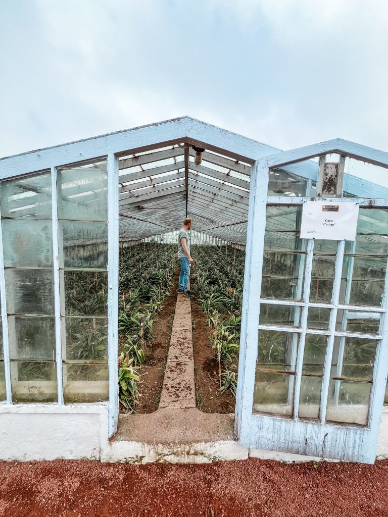 ananas plantage sao miguel